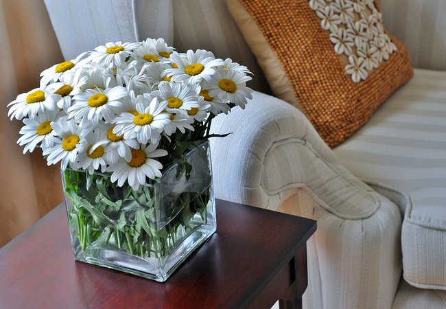 A glass vase of Daisies photographed indoors with a comfortable Wing chair and cushion.