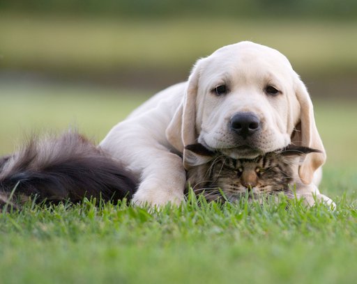 cat-and-dog-friendship
